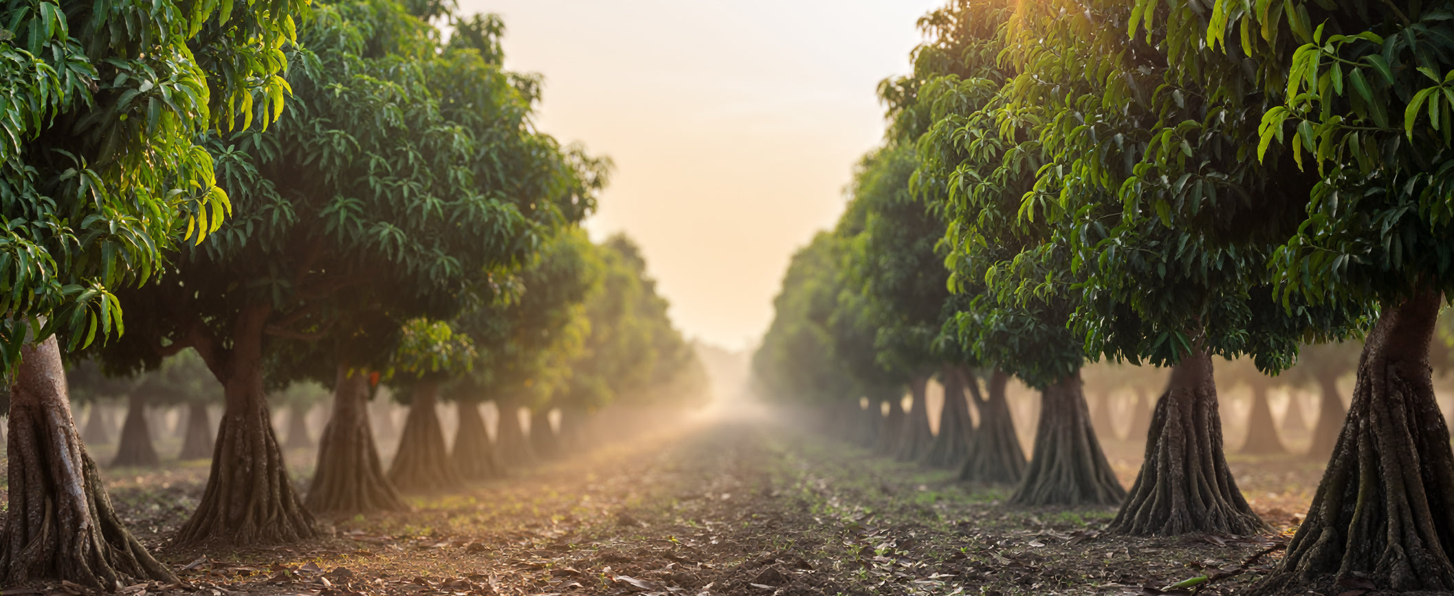 Row of mango trees in sustainable furniture.